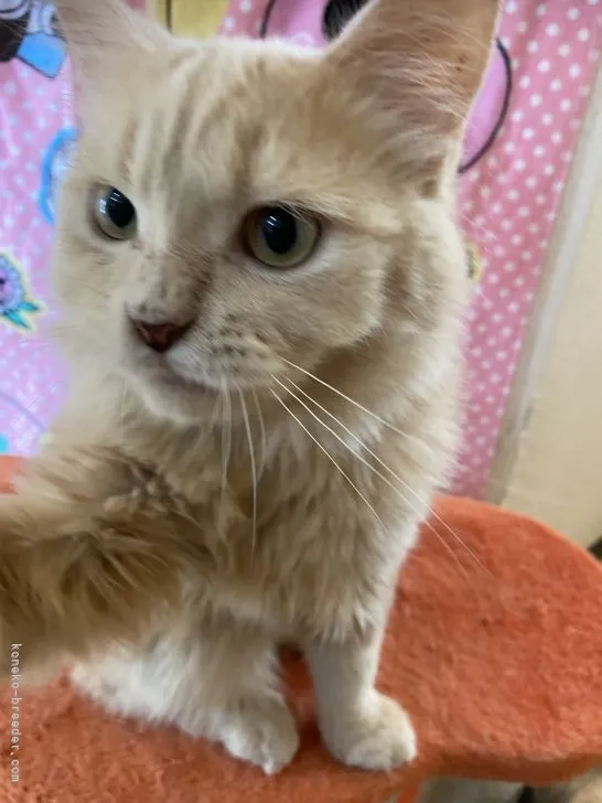 ID：2109-00475の子猫