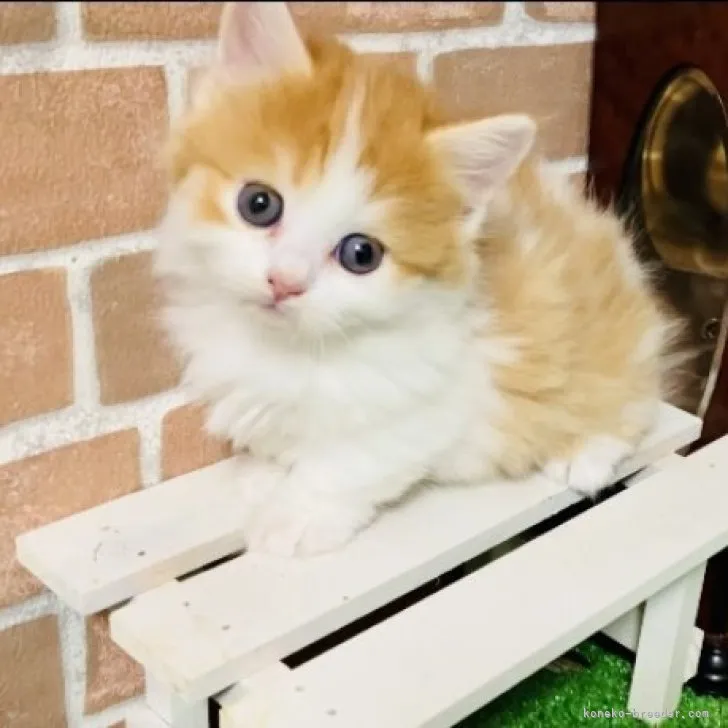ID:2311-00792の子猫