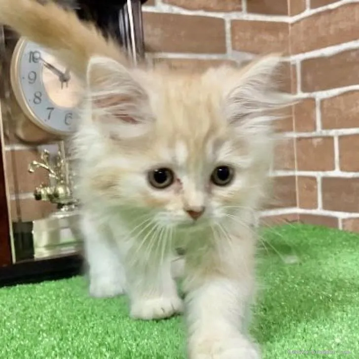 ID:2210-00520の子猫