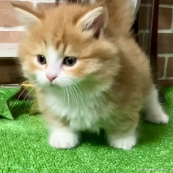 ID:2504-02077の子猫