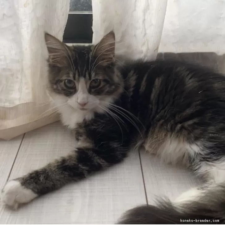 ID:2409-01887の子猫