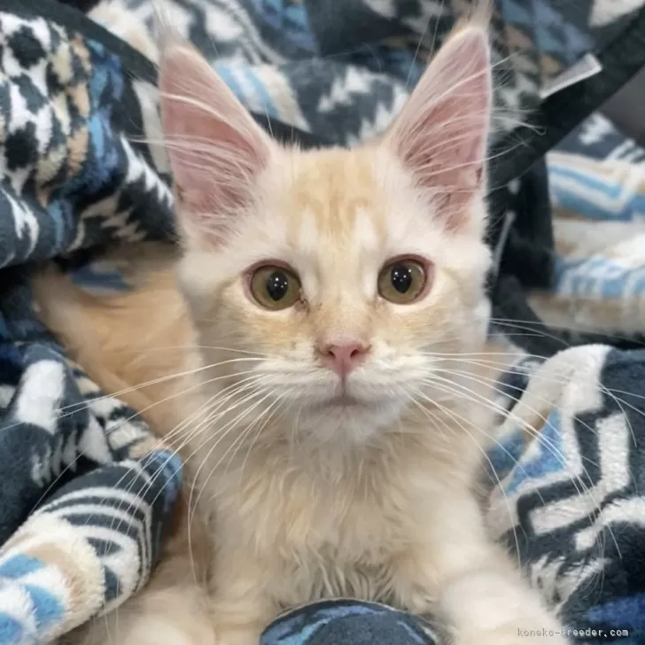 ID:2409-01881の子猫