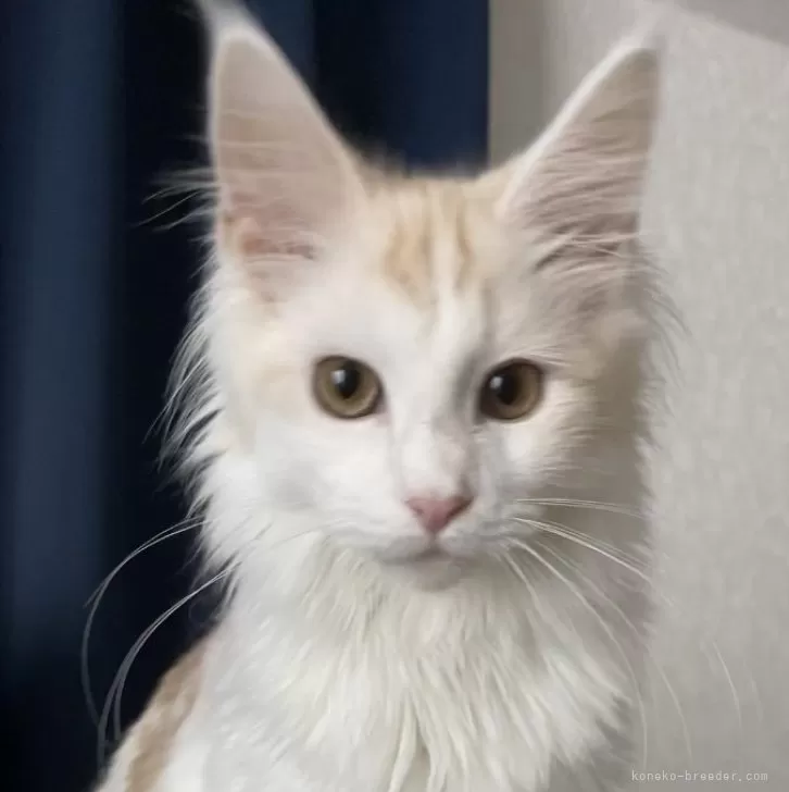 ID:2409-03261の子猫