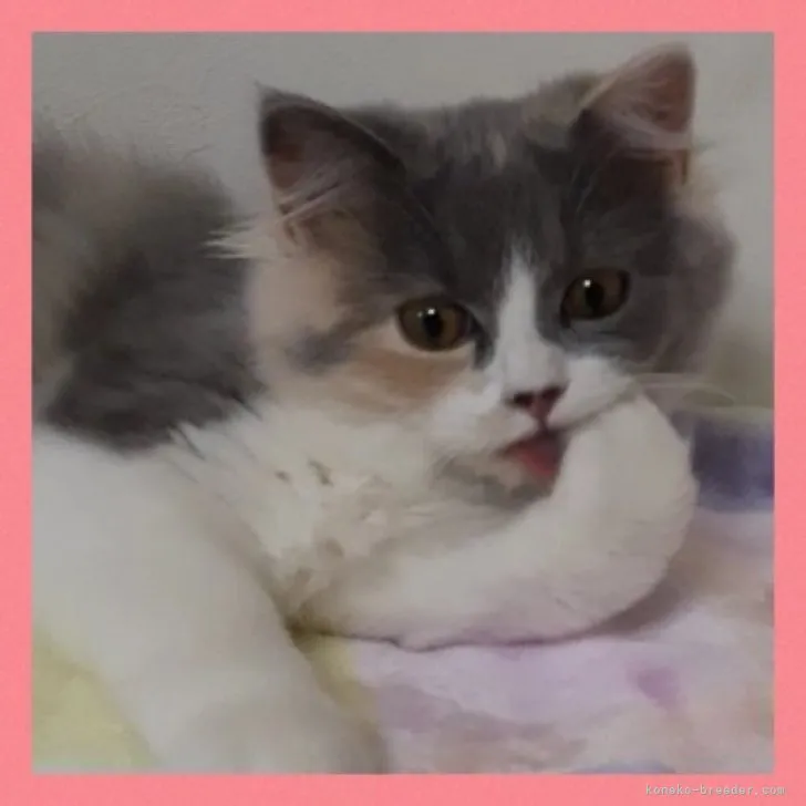 ID:2301-01838の子猫