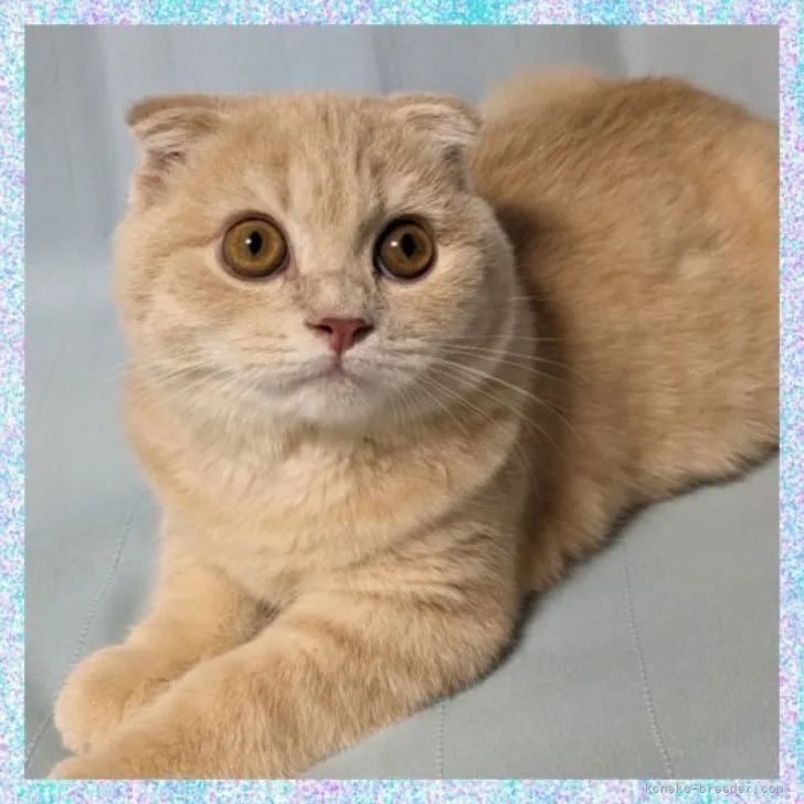 ID:2310-01931の子猫