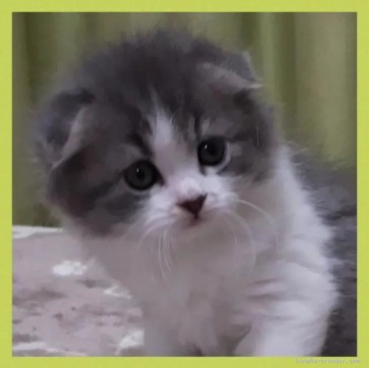 ID:2301-01653の子猫