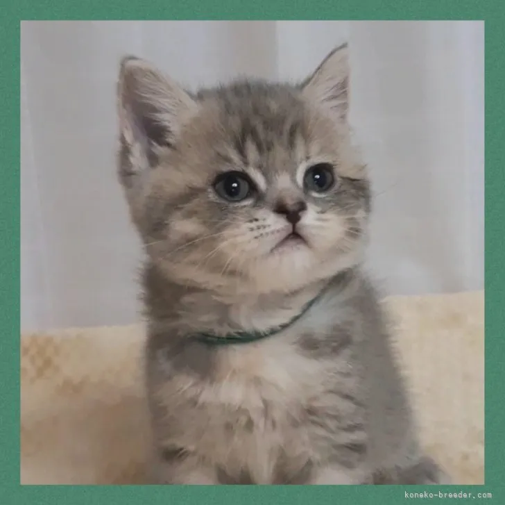 ID:2307-03424の子猫