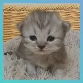 チンチラ×サイベリアン