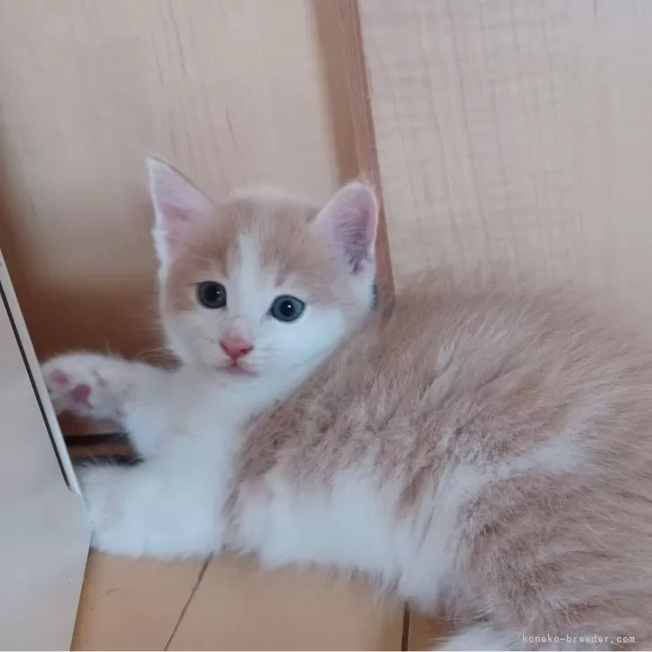 ID:2409-00146の子猫