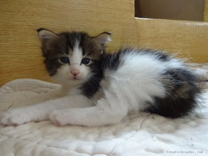ID：1708-00485の子猫