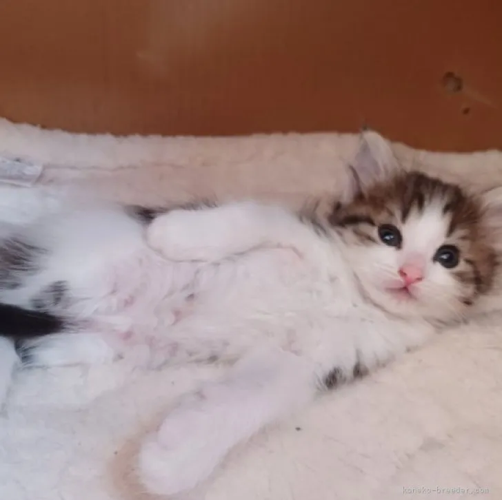 ID:2309-02603の子猫
