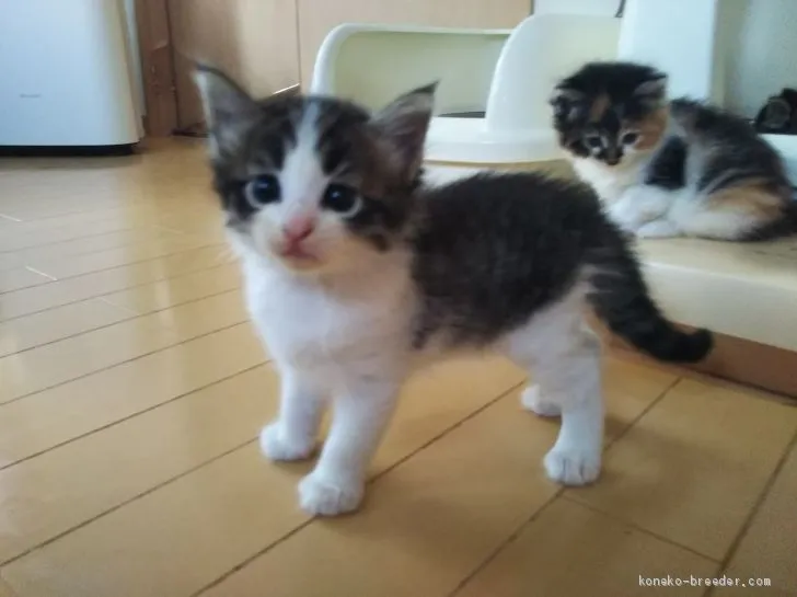 ID:2009-01169の子猫