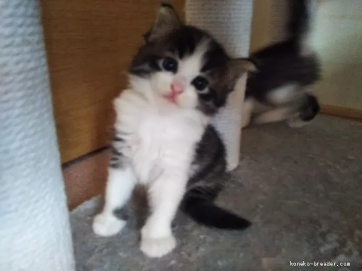 ID:2009-01175の子猫