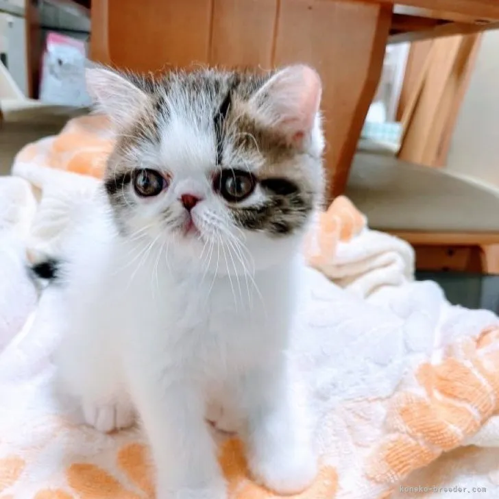 ID:2308-00240の子猫