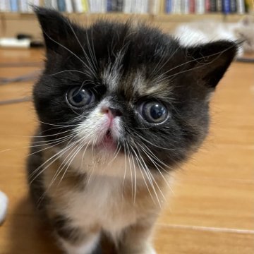 エキゾチックショートヘア【神奈川県・女の子・2024年6月11日・キャリコ】の写真「可愛いお顔」