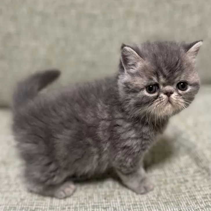 ID:2502-01464の子猫