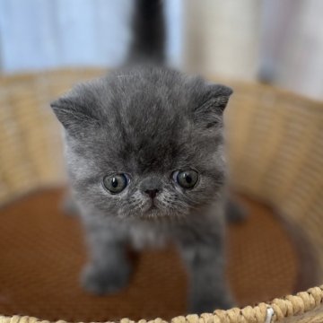 エキゾチックショートヘア【神奈川県・男の子・2024年12月31日・ブルー】の写真「子熊ちゃん」