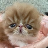 エキゾチックショートヘア