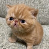 エキゾチックショートヘア