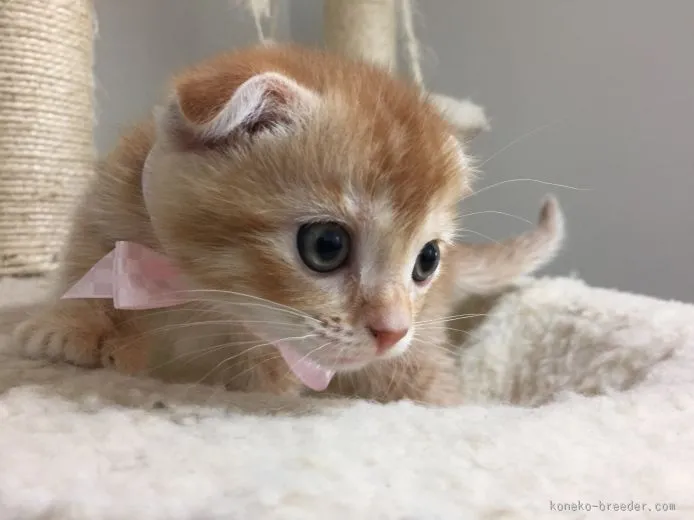ID:1509-00522の子猫