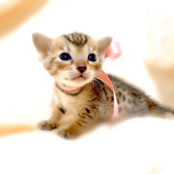 ベンガル【栃木県・女の子・2020年5月7日・ブラウンスポテッドタビー】の写真「母猫　ベビーチャンピオン♪」