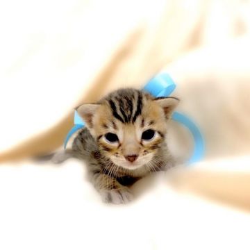 ベンガル【栃木県・男の子・2020年10月8日・ブラウンスポテッドタビー】の写真「父猫　チャンピオン♪ 母猫　ベビーチャンピオン♪」