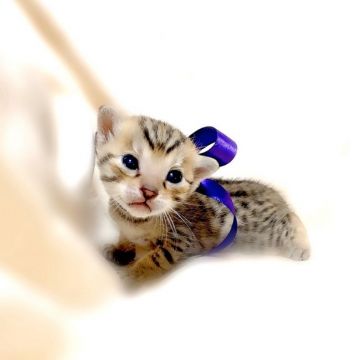 ベンガル【栃木県・男の子・2020年10月1日・ブラウンスポテッドタビー】の写真「母猫　ベビーチャンピオン♪」