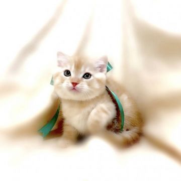 マンチカン(長足)【栃木県・男の子・2020年10月7日・クリームタビー】の写真「父猫　グランドチャンピオン♪」