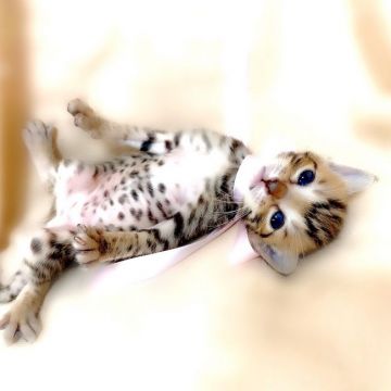 ベンガル【栃木県・女の子・2021年2月2日・ブラウンスポテッドタビー】の写真「父猫　チャンピオン♪」