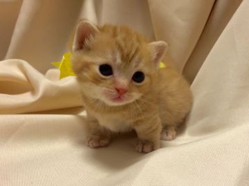 マンチカン【栃木県・男の子・2016年5月23日・レッドタビー】の写真「父猫 グランドチャンピオン♪ご家族が決定しました。」