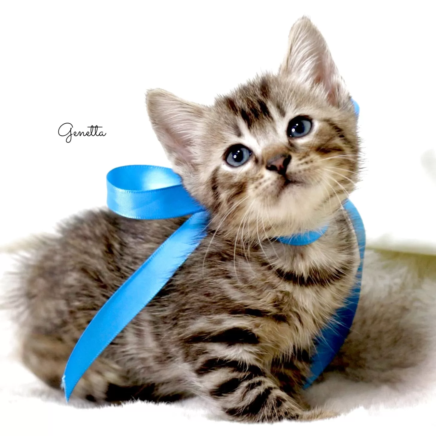 ID:2504-02360の子猫