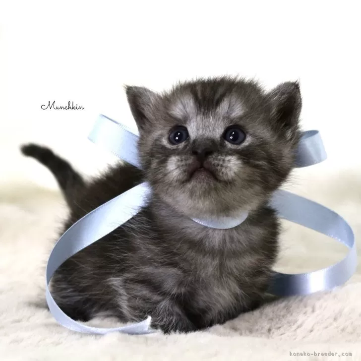 ID:2503-02867の子猫