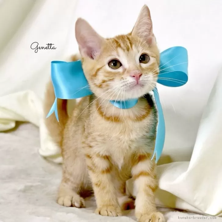 ID:2504-02361の子猫