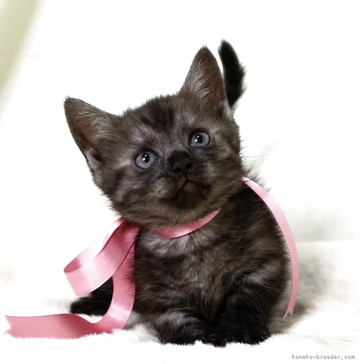 ID:2503-02866の子猫
