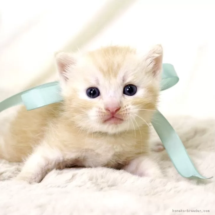 ID:2504-01788の子猫