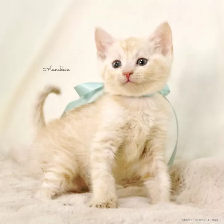 H.H 様のお迎えした子猫