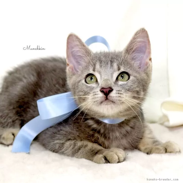 ID:2504-03045の子猫