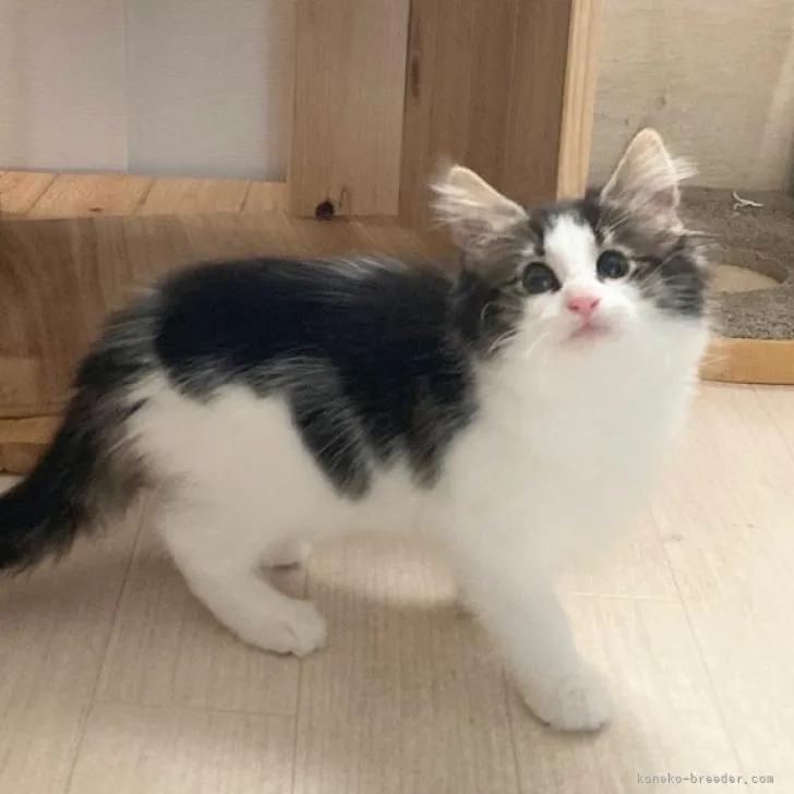 ID:2210-02443の子猫