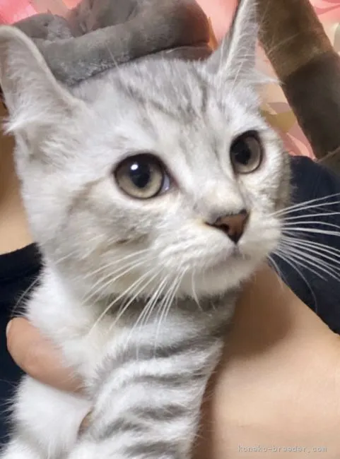 ID:2109-02654の子猫