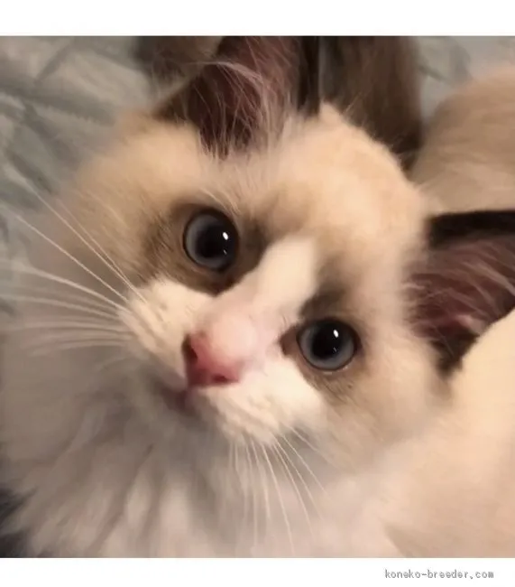 ID:2010-00736の子猫
