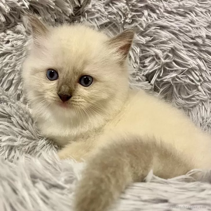 ID:2410-01571の子猫
