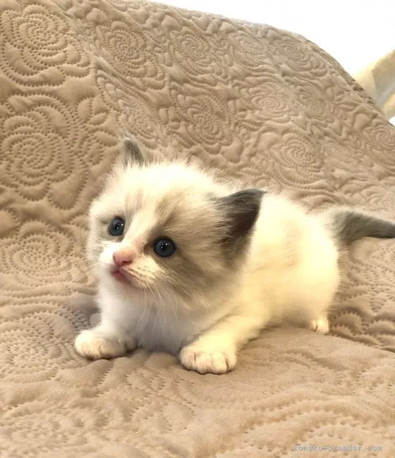 RuRuRu 様のお迎えした子猫