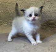 鹿児島県のブリーダーを探す みんなの子猫ブリーダー