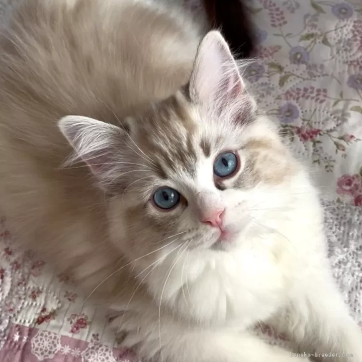 ID:2502-00630の子猫