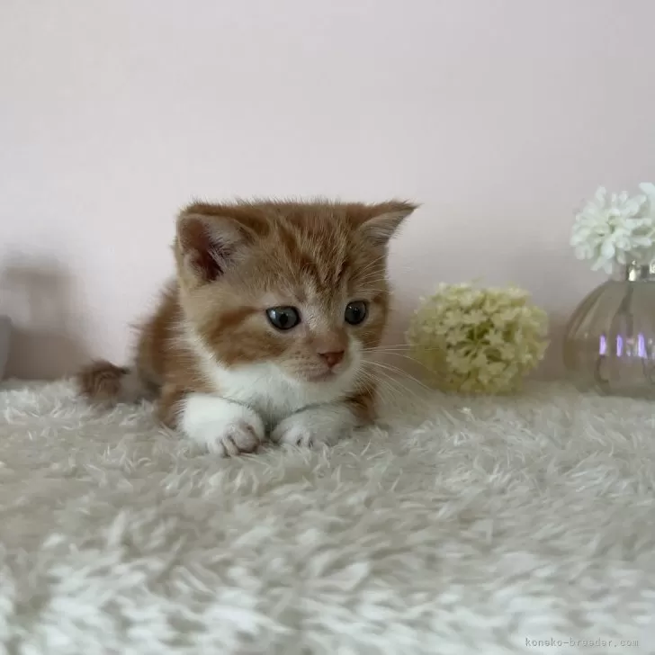 ID：2410-00014の子猫