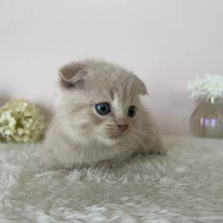 えりりん 様のお迎えした子猫