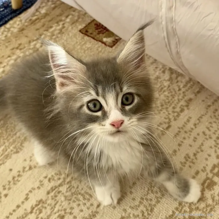 ID:2311-00241の子猫
