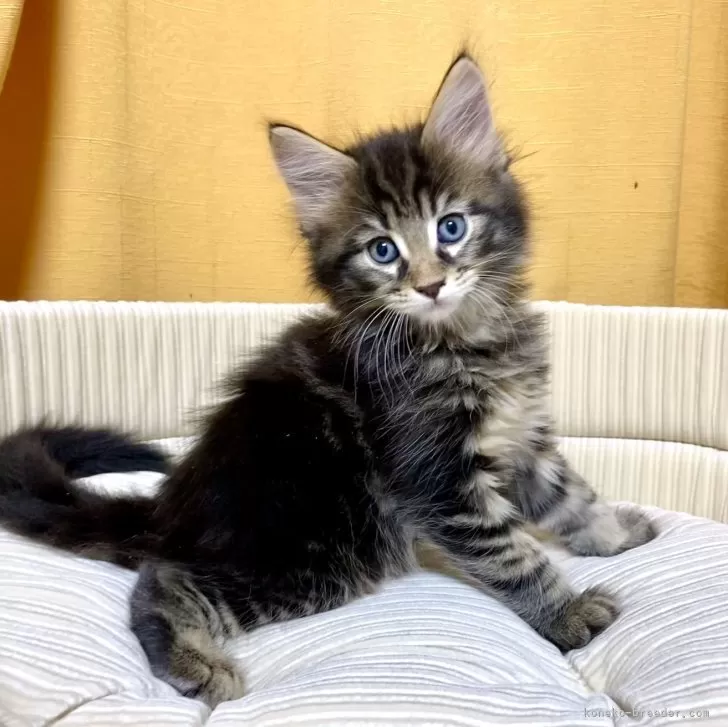 ID:2403-01721の子猫