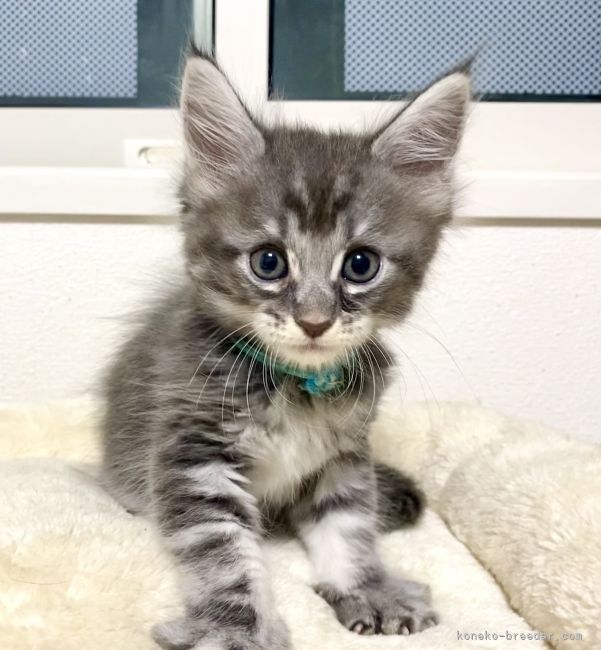 メインクーン 栃木県 女の子 21年7月4日 ブルーシルバークラシックタビー かっこいい カラーの美人さん みんなの子猫ブリーダー 子猫id 2108