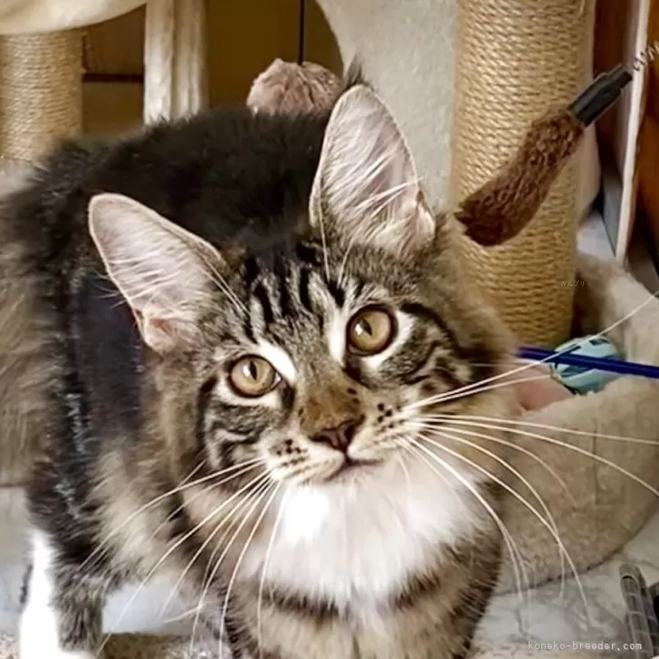 ID:2504-00466の子猫